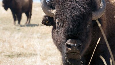 Wild Canada: The Heartland