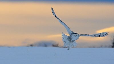 Wild Canada: Ice Edge