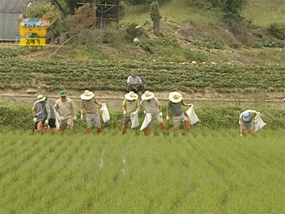 Infinite Challenge Long Term Project - Rice Planting Special (3)