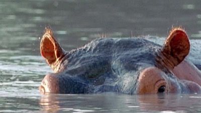 Supertiere des Wassers - Land in Sicht