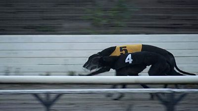 Drugs and Money: Dog Racing Undercover