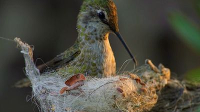 Animal Homes: The Nest