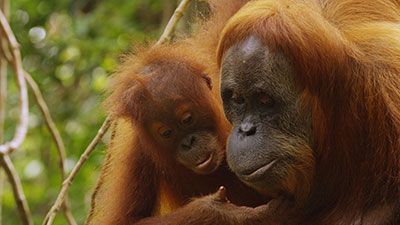 The Last Orangutan Eden