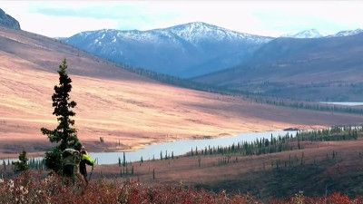 Yukon Giants: Northern Alaska Moose (2)