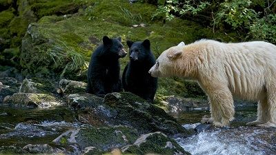 Spirit Bear Family