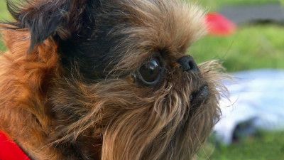 Bluetick Coonhound, Brussels Griffon, Swedish Lapphund, Petit Basset Griffon Vendeen, German Wirehaired Pointer, Bearded Col