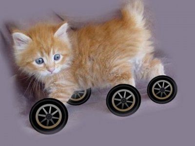 Why Don't Any Animals Have Wheels?