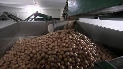 Macadamia Nuts; Tap Water; Crowd Barriers