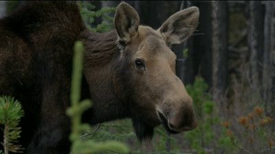 Moose: Life of a Twig Eater