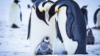 Snow Chick: A Penguin's Tale