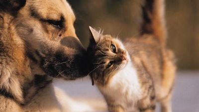 Why We Love Cats and Dogs