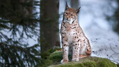 Forest of the Lynx