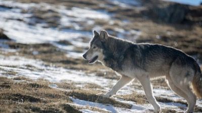 Die Odyssee der einsamen Wölfe (1)