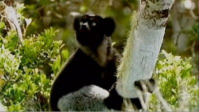 Madagascar - A Treetop Odyssey