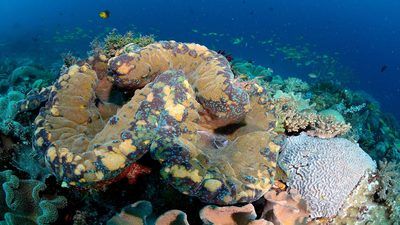 Mei Lin Neo: The fascinating secret lives of giant clams