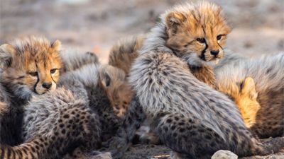 The Cheetah Children