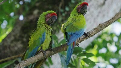 Faszination Erde (81): Costa Rica – Wild und weltbewegend