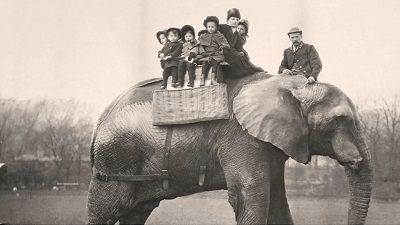 Jumbo: Life of an Elephant Superstar