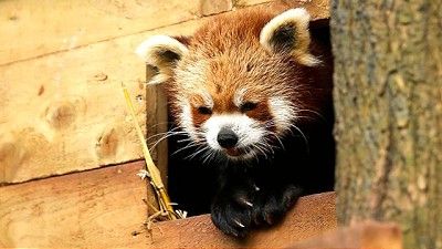 Trouble at the Zoo
