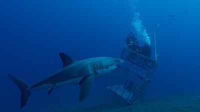 Sharkcam Stakeout