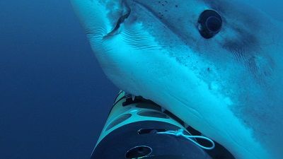 Sharkcam Strikes Back