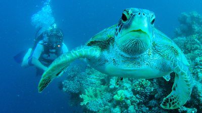 Wonders of The Great Barrier Reef with Iolo Williams