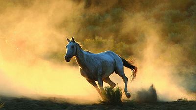 Equus: Story of the Horse: Chasing the Wind (2)