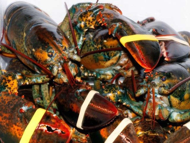 Sakai vs Tadaaki Shimizu (Homard (Lobster))