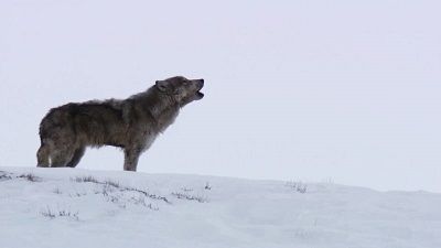 Yellowstone Wolves