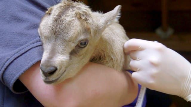 Andre the Baby Goat