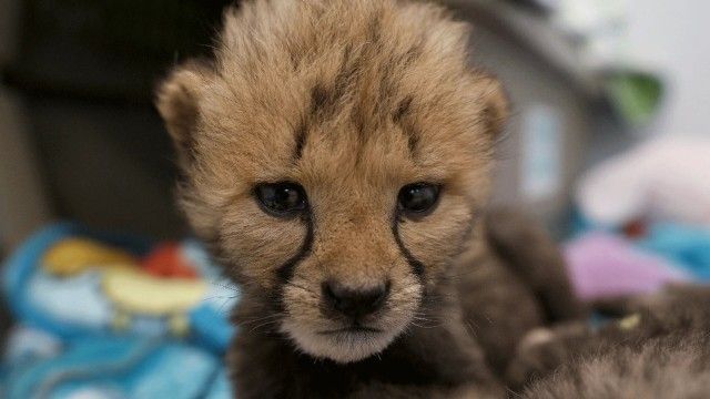 Love is a Cheetah Cub