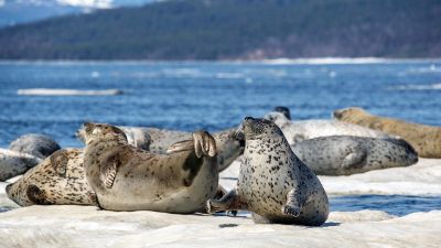 Wale, Robben, Riesenbären - Das Ochotskische Meer