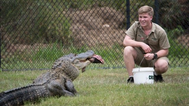 Robert's Alligator Feeding Frenzy