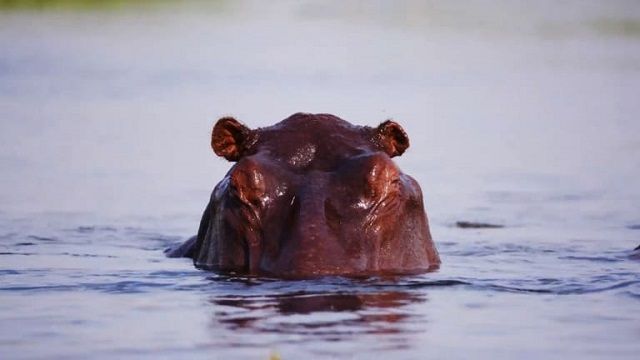 Madagascar Dwarf Hippo