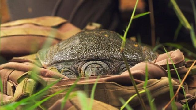 The Hidden Turtle of Vietnam