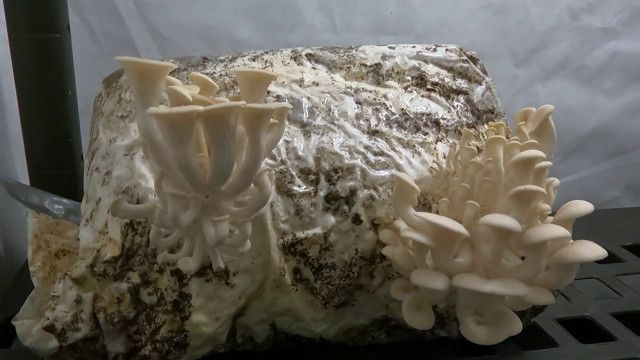 Die Sendung mit der Maus - Season 2020 - Episode 16