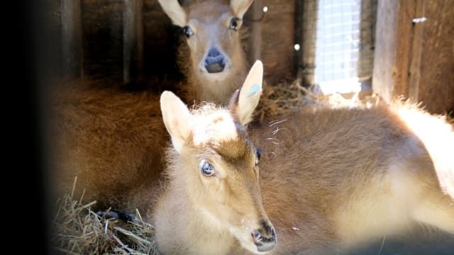 Fawns Become Friends