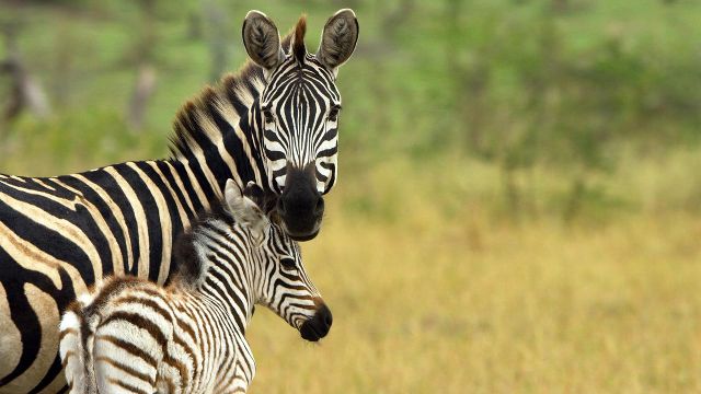 Serengeti - Helden der Savanne