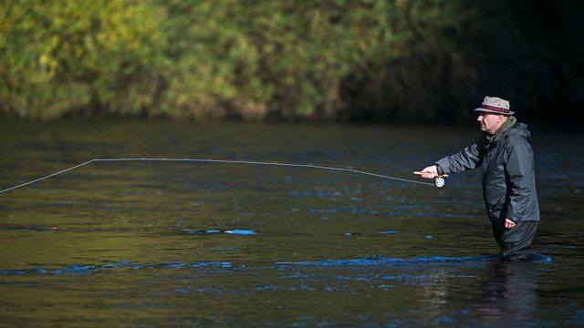 Salmon: River Tweed, Scotland
