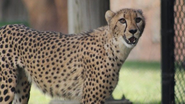 A Cheetah's Greatest Race