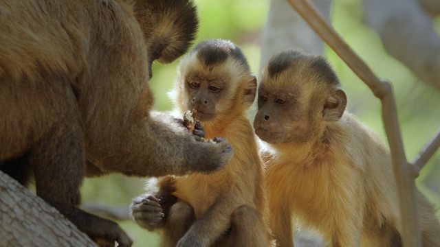 Primates: Secrets of Survival