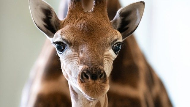 A Baby Giraffe's Tall Order