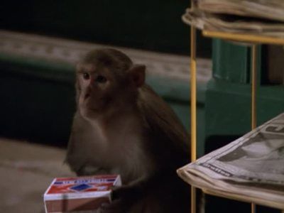 Caroline and the Monkeys