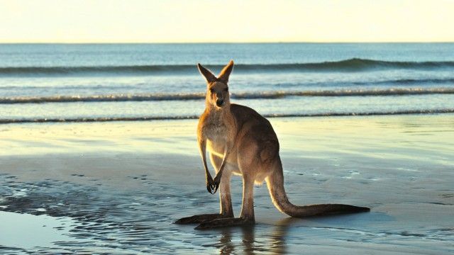 Animals with Cameras: Australia