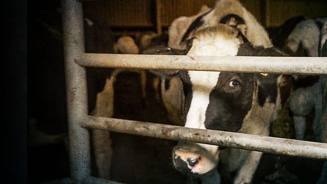 A Cow's Life: The True Cost of Milk?
