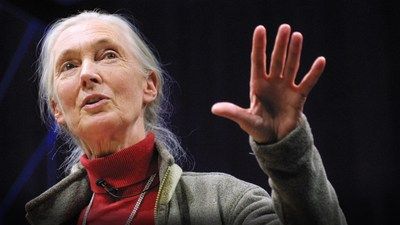 Jane Goodall on what separates us from the apes