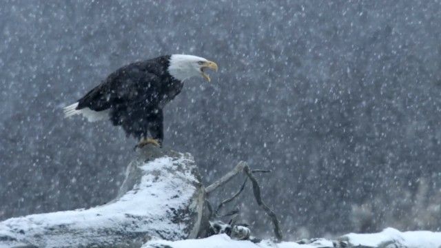 Winter’s Majesty