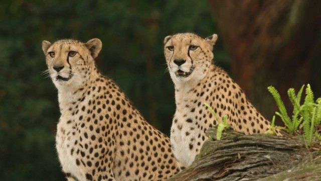 Chilled-Out Cheetahs