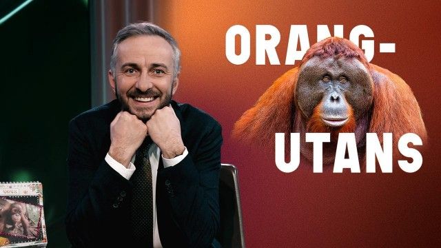 Orangutans - Endangered Champions