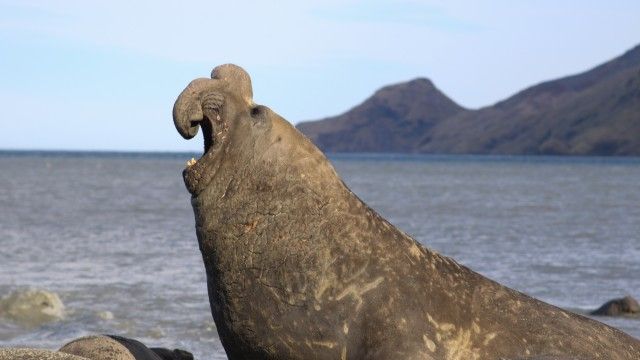 The Elephant Seal